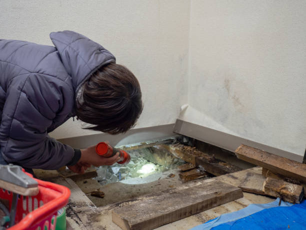 Best Black Mold Removal  in Kilauea, HI