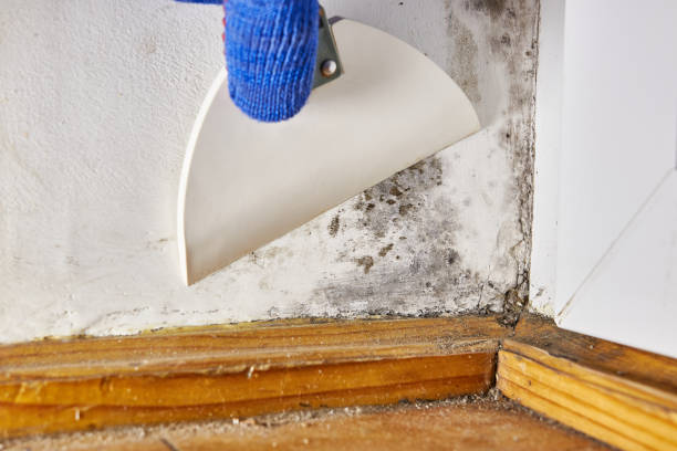 Best Mold Removal for HVAC Installations  in Kilauea, HI
